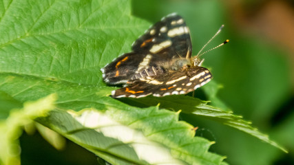 Map butterfly macro on a leaf