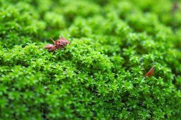 close-up of green fresh moss leaves on a stone