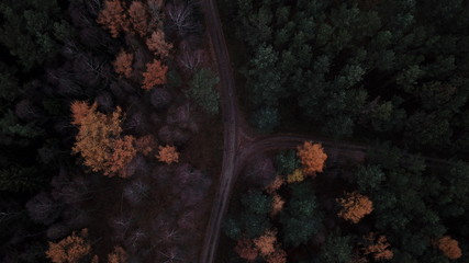 trees forest autumn gloomily nature plants gloomy © DEM
