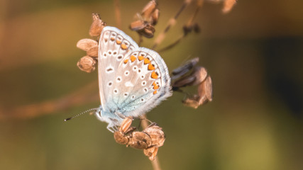 Gossamer-winged butterfly on flower