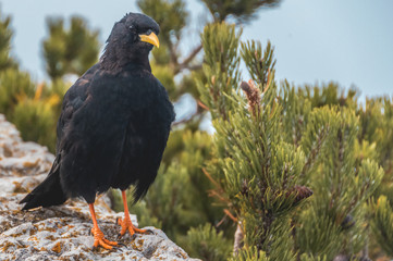 Jackdaw portrait at Feuerkogel summit