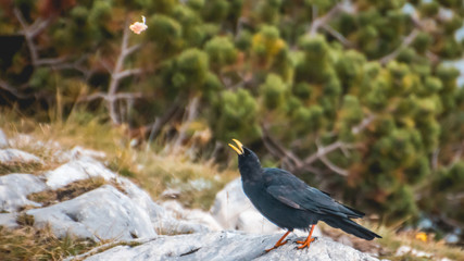 Jackdaw catching food at Feuerkogel summit