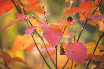 Colorful and bright background made of red autumn forked viburnum leaves on the branch