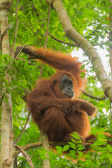 Orang Utan im Baum auf Sumatra
