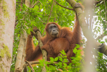 Orang Utan im Baum auf Sumatra