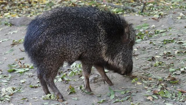Chacoan peccary (Catagonus wagneri) eats leaves