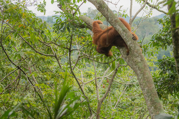 Orang Utan im Baum auf Sumatra