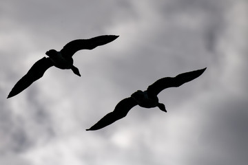 Graugans © JuergenL