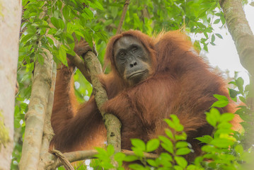 Fototapeta premium Orang Utan im Baum auf Sumatra