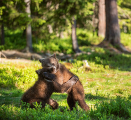 Brown Bear Cubs playfully fighting, Scientific name: Ursus Arctos Arctos. Summer green forest background. Natural habitat.