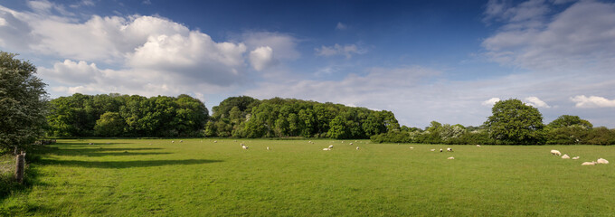 farmland field of sheep