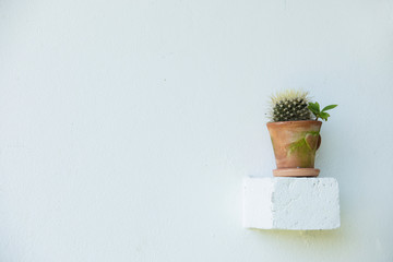 Cactus in a pot,White cactus wall decorated with cactus.