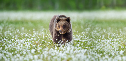 Brown bear in the summer forest on the bog among white flowers. Front view. Natural Habitat. Brown bear, scientific name: Ursus arctos. Summer season.