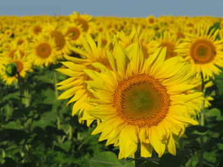 Field of blooming sunflowers in sunny day, idyllic scene. Picturesque rural landscape, concept of cooking oil production