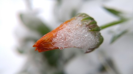 Early winter. Snow on a closed and faded flower in the garden. Macro