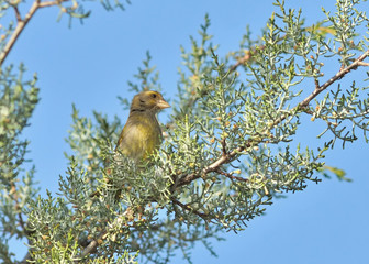 European Greenfinch (Chloris chloris), Greece