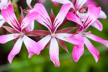 wei&szlig; rosa b&uuml;te