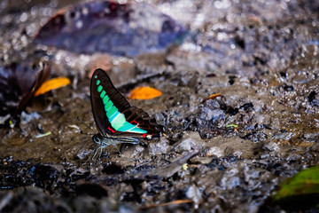 Butterfly on the wet ground