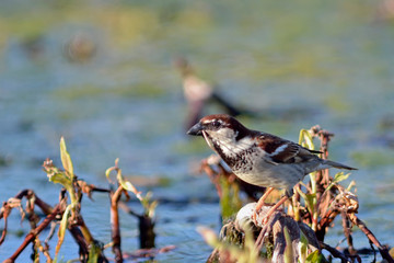 Italian Sparrow - Passer italiae, Crete