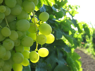 Bunches of white grapes in the vineyard. Rural landscape with grapevine, winemaking concept