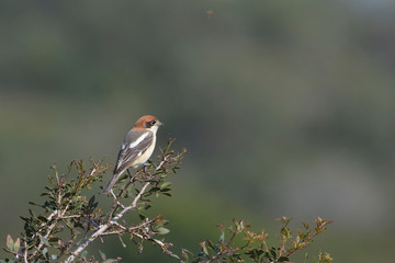 Woodchat shrike (Lanius senator), Crete
