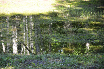 Obraz na płótnie Canvas grass in pond