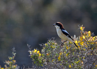 Woodchat shrike (Lanius senator), Crete