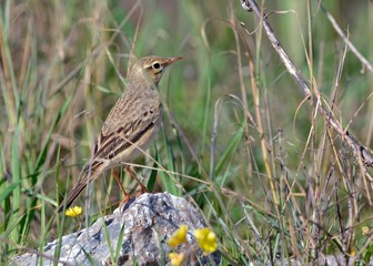 Tawny pipit (Anthus campestris), Crete