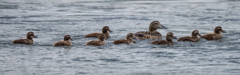 Family of Eider ducks.