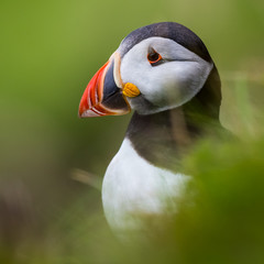 Puffin
