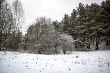 wild forest in winter with high level of snow