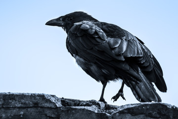 Raven