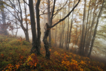 Obraz premium foggy forest. picturesque beech forest. autumn foggy morning