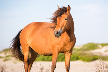 A wild pony (Equus caballus) at Assateague Island National Seashore, Maryland