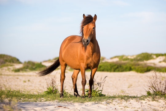 A wild pony (Equus caballus) at Assateague Island National Seashore, Maryland