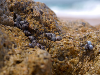 sea snail