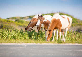 A group of wild pinto ponies (Equus caballus) grazing near a road at Assateague Island National...