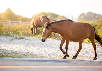Obraz premium A wild pony (Equus caballus) walking along a road at Assateague Island National Seashore, Maryland