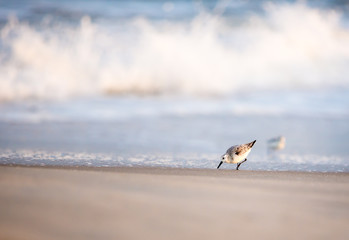 A Sanderling (Calidris alba) foraging for food along the water's edge at Assateague Island National Seashore, Maryland