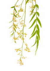 cluster of tiny white flowers of Peruvian pepper tree