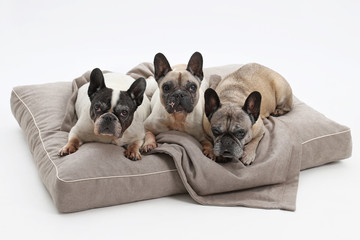drei alte französische Bulldoggen liegen gemeinsam auf einem Hundesofa, Studioaufnahme mit weißem Hintergrund