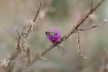 Bee sits on flower over the spiky plant