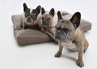 drei ältere französische Bulldoggen, ein Hund im Vordergrund, die anderen Hunde auf einem Hundebett im Hintergrund, Studio, Hintergrund weiß