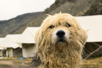 Huge dog face guards campground in the mountains