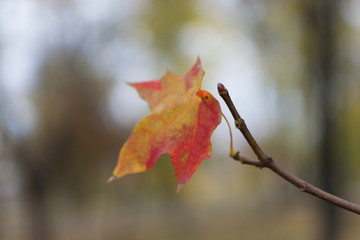 The last one maple leaf, ocher colored macro on blurred background