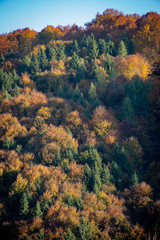 Autumn forest wall