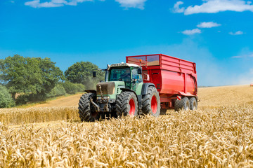 Traktor mit Ladewagen in einem Maisfeld   2798