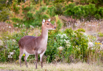 A female Sika Deer (Cervus nippon) at Assateague Island National Seashore, Maryland