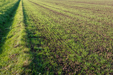 Recently sown grass in long rows growing in crumbled earth