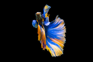 The moving moment beautiful of siamese betta fish or splendens fighting fish in thailand on black background. Thailand called Pla-kad or biting fish. © Soonthorn